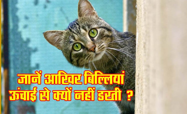 Why are cats not afraid of heights?