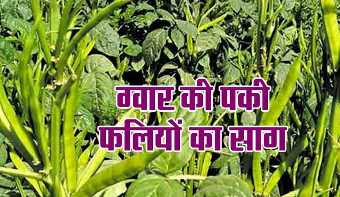 Best Saag: Do you eat these vegetables, know the benefits
