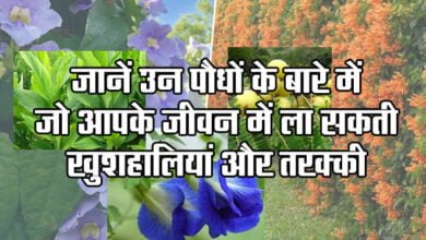 Best Vastu Tips for Home: These 10 plants will brighten your luck
