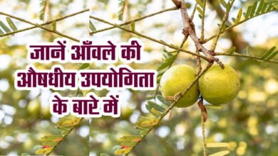 Benefits of Amla: Know about the medicinal usefulness of Amla.