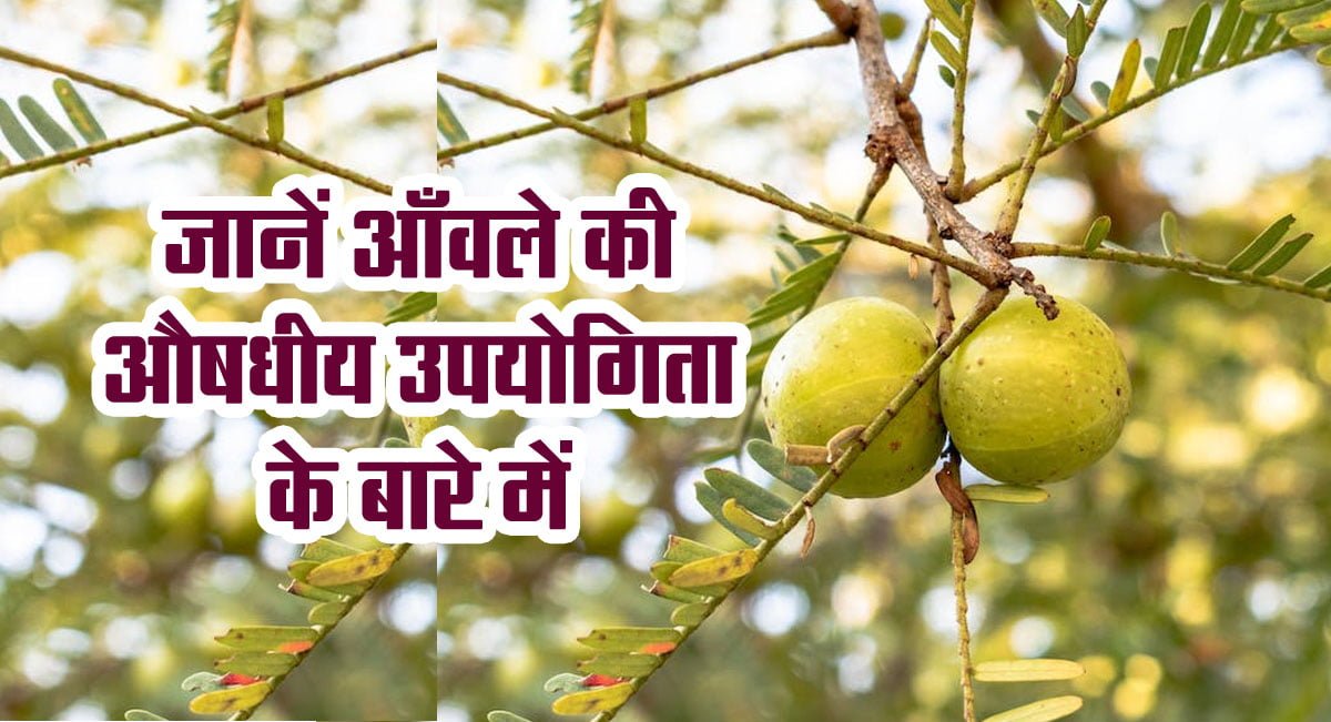 Benefits of Amla: Know about the medicinal usefulness of Amla.